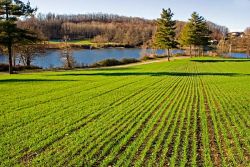 campos de cultivo à beira do lago de Bertignano