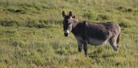 Leggi tutto: Chi va a cavallo pensa come chi va a cavallo 