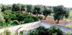 Alberi di olivo della fraternità di Ostuni